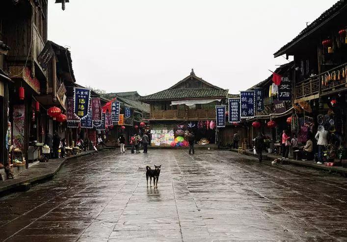 通辽西拉木伦动物园猴山猴山猴群与猫共栖现象